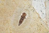 Insecte fossile